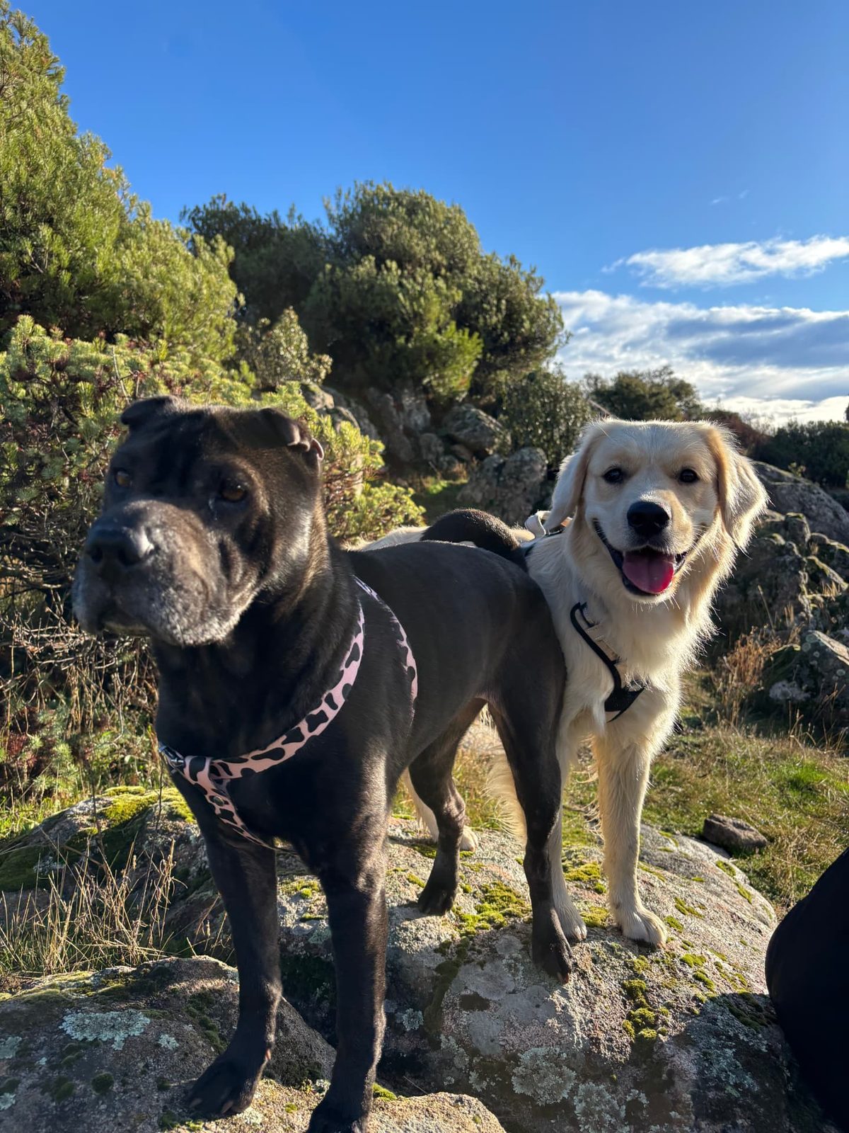 Dos perros de la comunidad juntos sobre una roca en plena naturaleza