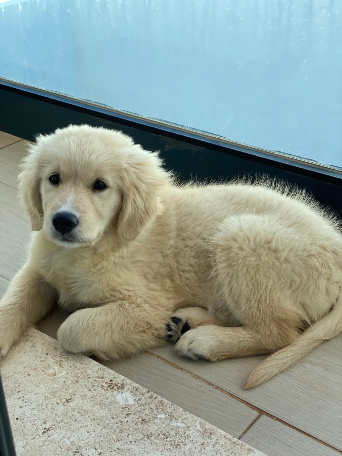 Cachorro de golden retriever descansando tranquilo junto a una ventana